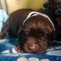 Cuccioli di labrador chocolate in allevamento