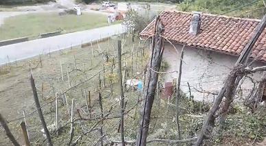 Vigneto  con annesso cassero