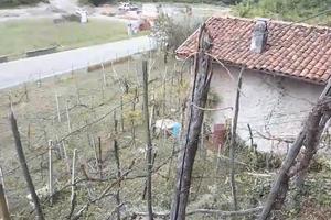 Vigneto  con annesso cassero