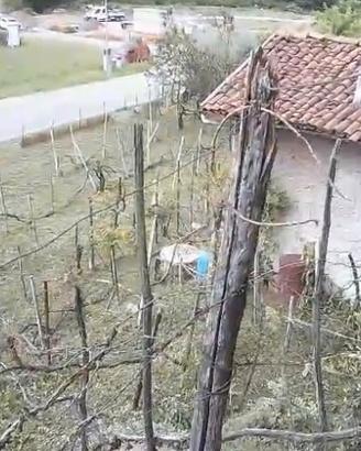 Vigneto  con annesso cassero