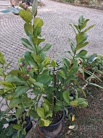 piantine di limoni 