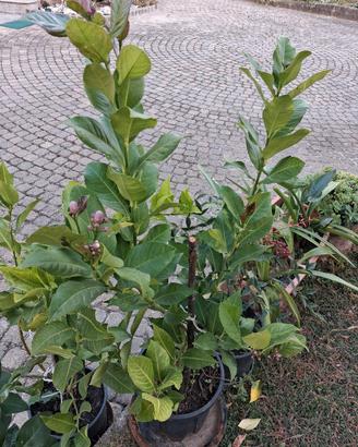 piantine di limoni 
