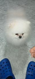 Pomerania Coreano