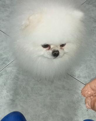 Pomerania Coreano