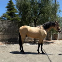 Puledro PRE stallone