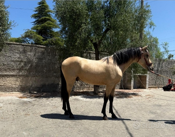 Puledro PRE stallone