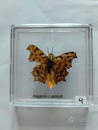 Farfalla da collezione.