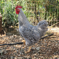 Gallo amrock