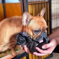 Bulldog francese