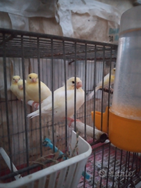 Canarini mosaici gialli