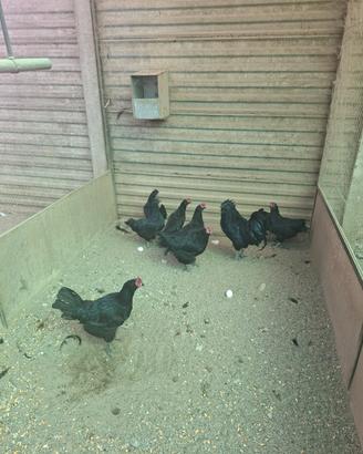 Cemani