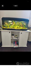 acquario 100litri vetro curvo panoramico 