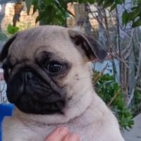 Carlino cucciolo, con pedigree