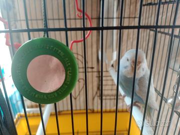 Cocorita allevata a mano