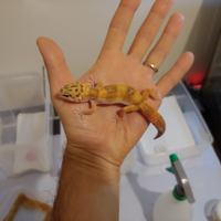 Geco leopardino