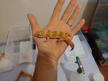 Geco leopardino