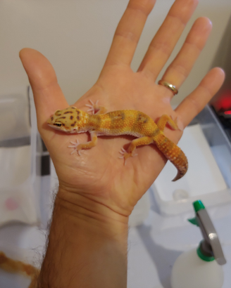 Geco leopardino