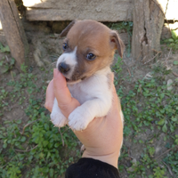 Dolcissimi cuccioli di jack russell