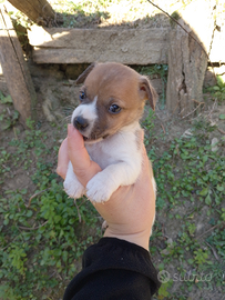 Dolcissimi cuccioli di jack russell