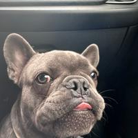 Bulldog francese blu per monta