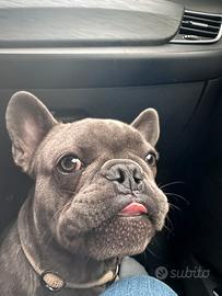 Bulldog francese blu per monta