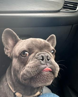 Bulldog francese blu per monta