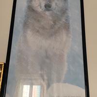 Poster lupo