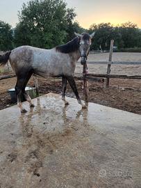 Puledro cavallo
