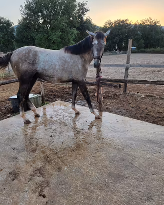 Puledro cavallo