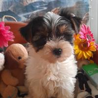 Yorkshire Cuccioli Tricolore Biewer Terrier