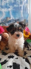 Yorkshire Cuccioli Tricolore Biewer Terrier