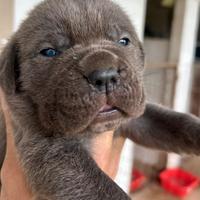 Cucciole femmine cane corso