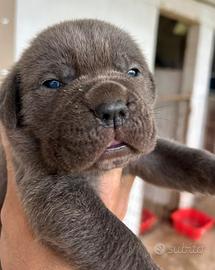 Cucciole femmine cane corso