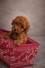 Cucciolo barboncino minitoy