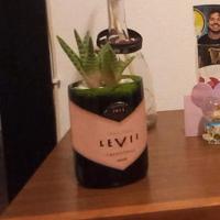 Riciclo bottiglie, piantina miniatura grassa.