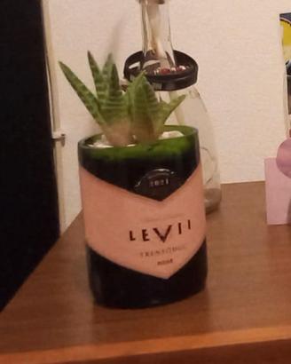 Riciclo bottiglie, piantina miniatura grassa.