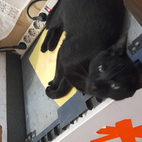 Gattino di 7 mesi