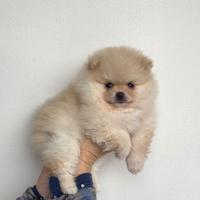 Volpini Pomerania Enci