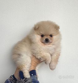 Volpini Pomerania Enci