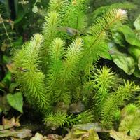 pianta rara per aquari