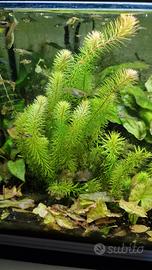 pianta rara per aquari