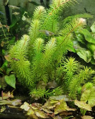 pianta rara per aquari