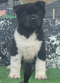 Cucciola Akita americano