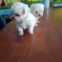 Maltese coreano mini
