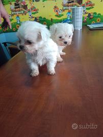 Maltese coreano mini