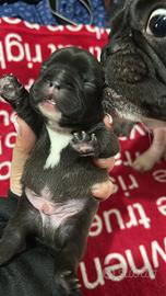 3 maschietti bulldog francese