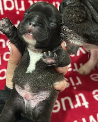 3 maschietti e 1 femminuccia bulldog francese