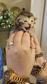 Maine coon maschio con pedigree