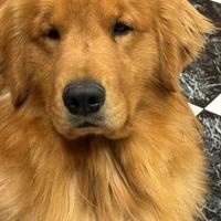 Golden Retriever Americano Per Monta