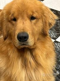 Golden Retriever Americano Per Monta
